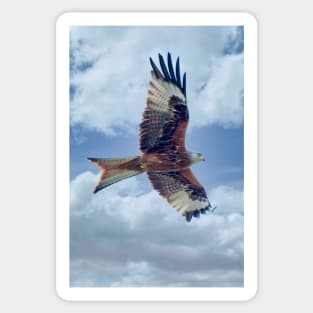 Red Kite Bird of Prey Sticker